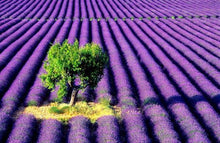 Load image into Gallery viewer, Lavender