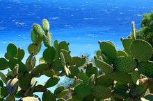 Load image into Gallery viewer, Cactus & Sea Salt