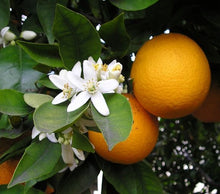 Load image into Gallery viewer, Orange Blossom