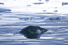 Load image into Gallery viewer, Black Ice