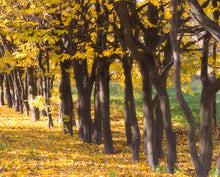 Load image into Gallery viewer, Indian Summer