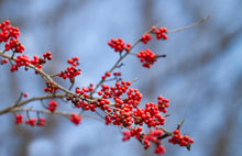Load image into Gallery viewer, Crisp Air & Winterberry