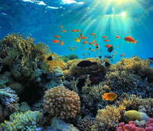 Load image into Gallery viewer, Coral Reef