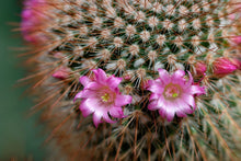 Load image into Gallery viewer, Baja Cactus Blossom (BBW Type)
