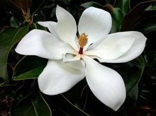 Load image into Gallery viewer, Magnolia
