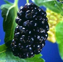 Load image into Gallery viewer, Mulberry
