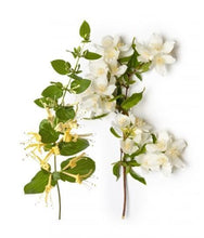 Load image into Gallery viewer, Honeysuckle Jasmine

