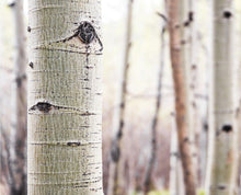 Load image into Gallery viewer, Aspen Woods
