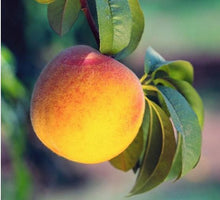 Load image into Gallery viewer, Georgia Peach
