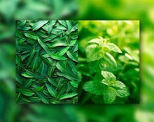 Load image into Gallery viewer, Eucalyptus and Spearmint
