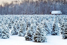 Load image into Gallery viewer, Christmas Tree Farm
