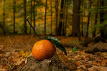 Load image into Gallery viewer, Woodland Citrus
