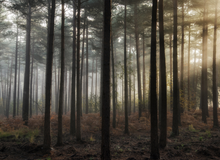 Load image into Gallery viewer, Iced Vanilla Woods
